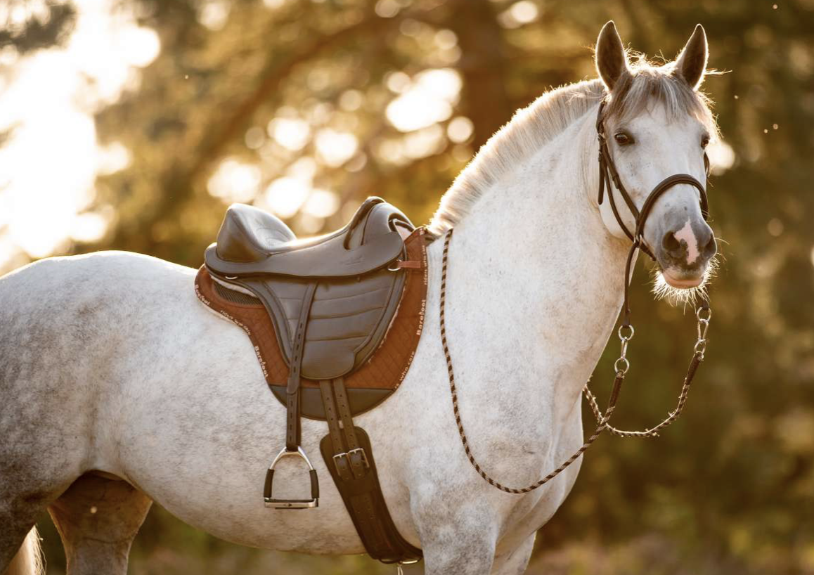 Barefoot Cheyenne Pro - Imagen 2