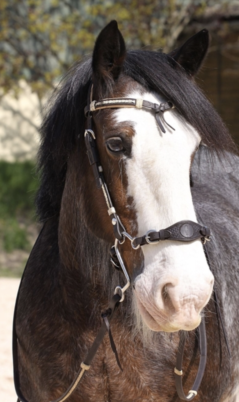 Muserola Barefoot - Imagen 4