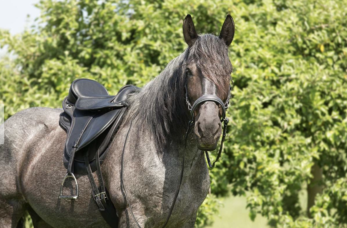 Barefoot Nottingham - Imagen 3